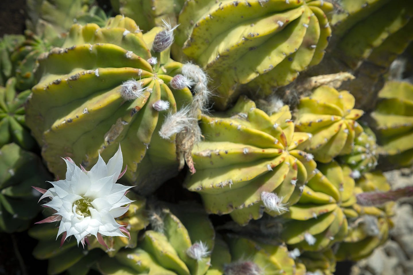 Dimora Sambucia